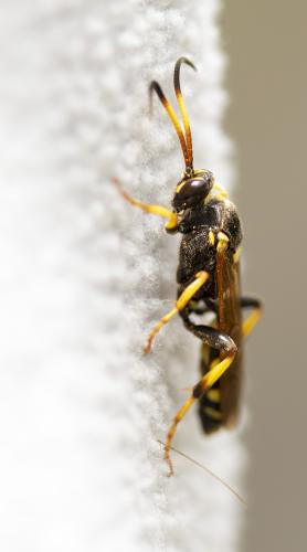 Réf. 301 598 : Ichneumon xanthorius