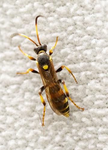 Ichneumon xanthorius
