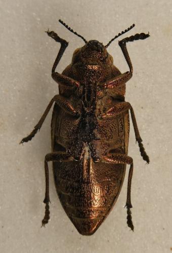 Perotis lugubris