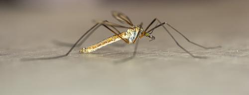 Réf. 301 615 : Tipula vernalis