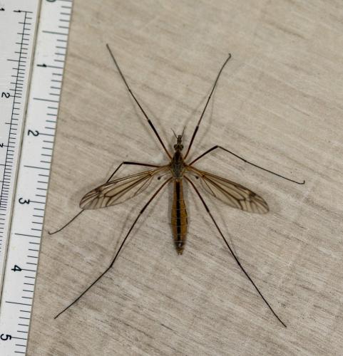 Tipula vernalis