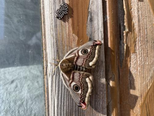 Saturnia pavonia