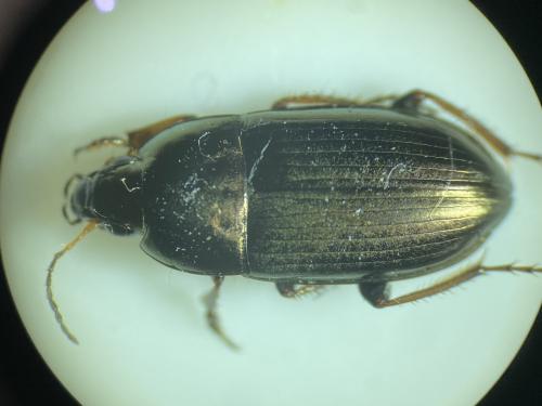 Amara aenea