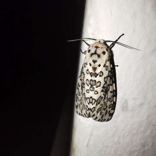 Alpenus sp.