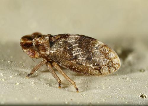 Ulopa sp.