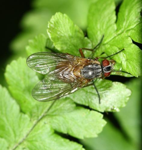 Réf. 301 315 : Phaonia rufiventris