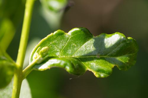 Myzus ligustri