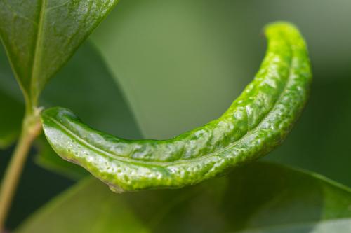 Myzus ligustri