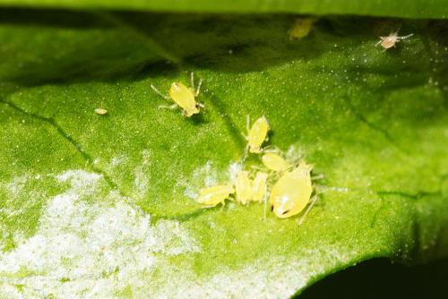 Myzus ligustri