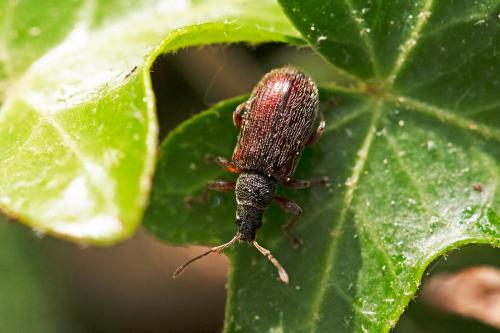 Réf. 301 400 : Phyllobius oblongus