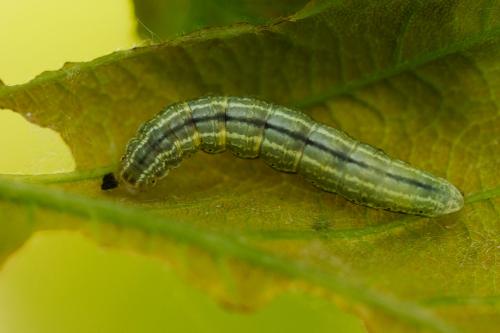 Réf. 301 656 : Operophtera brumata