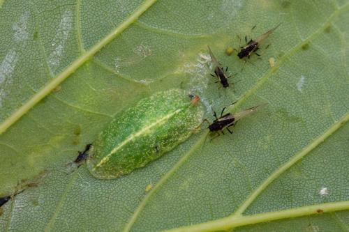 Epistrophe eligans