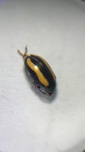 Réf. 301 767 : Phyllotreta sp.