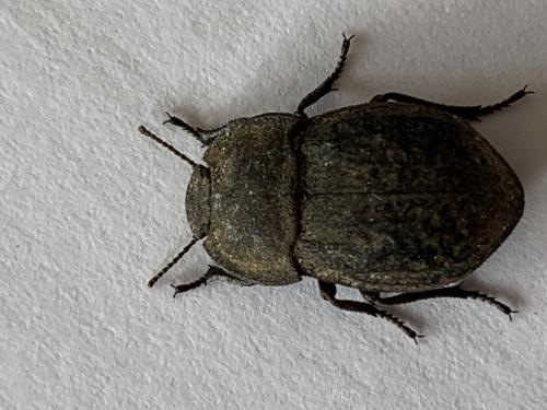 Asida sp.