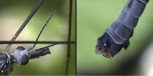 Tipula luna