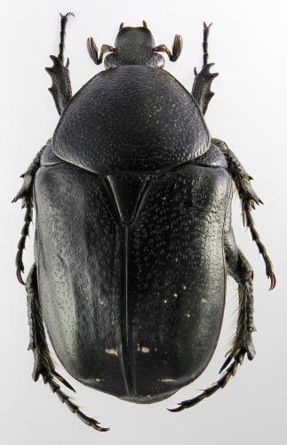 Aethiessa doriae