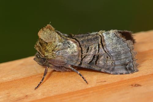 Réf. 301 191 : Abrostola tripartita