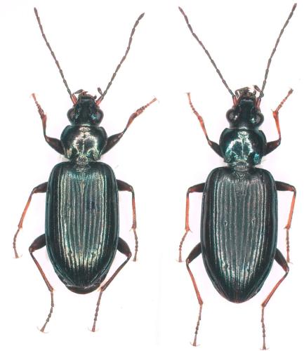Réf. 301 414 : Bembidion ascendens