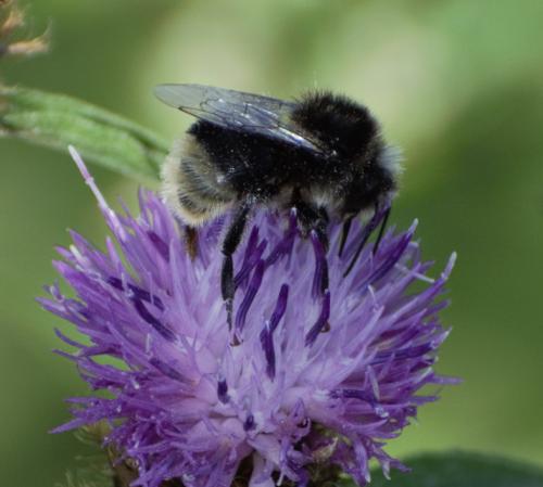 Bombus lapidarius