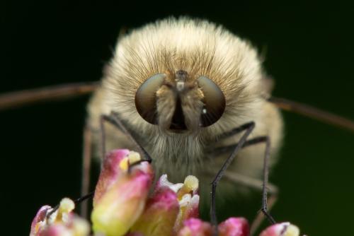 Bombylius venosus