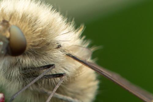 Bombylius venosus