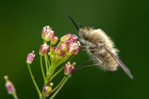 Bombylius venosus