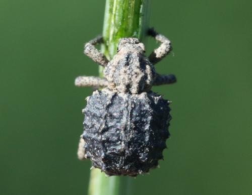 Brachycerus muricatus