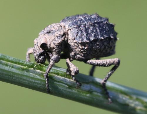 Brachycerus muricatus