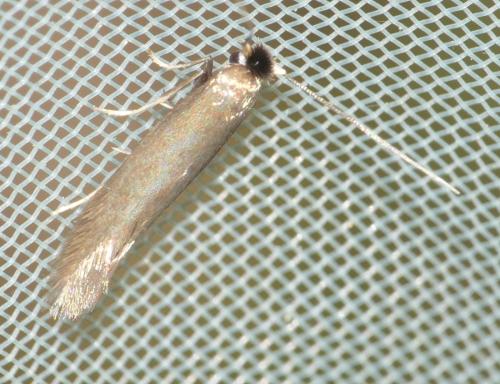 Bucculatrix nigricomella