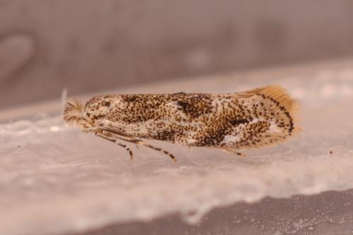 Réf. 301 353 : Bucculatrix sp.