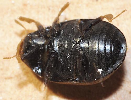 Byrrhus pilula