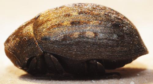 Byrrhus pilula