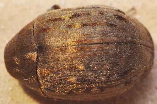 Byrrhus pilula