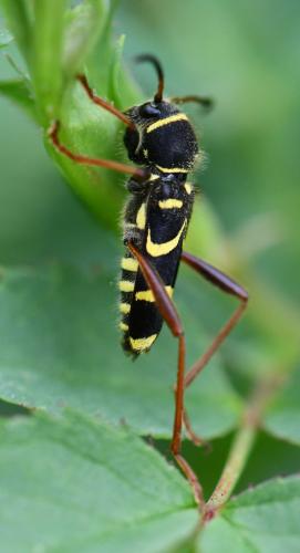 Réf. 301 388 : Clytus arietis