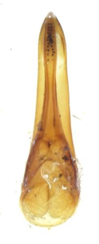 Quedius semiaeneus