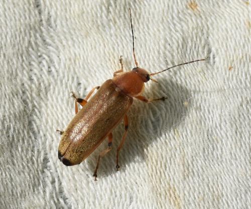 Réf. 301 667 : Osphya bipunctata
