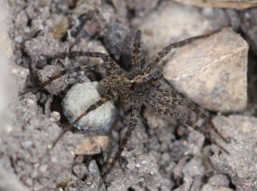 Réf. 301 337 : Pardosa sp.