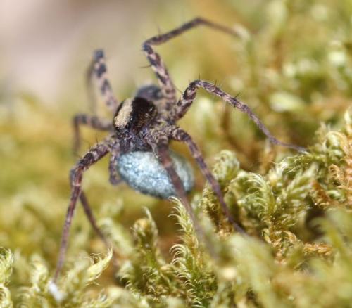 Pardosa sp.