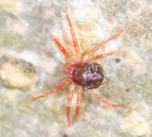 Anystis sp.
