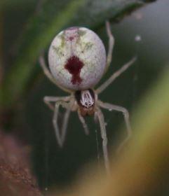 Nigma puella
