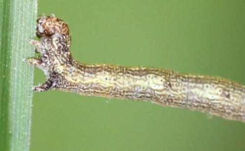 Réf. 301 732 : Agriopis sp.