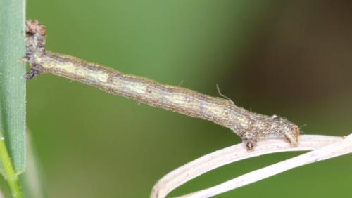 Réf. 301 733 : Agriopis sp.