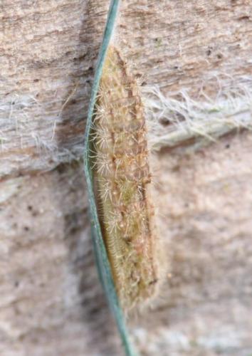 Emmelina monodactyla