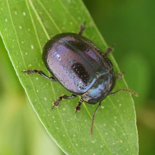 Réf. 301 497 : Chrysolina quadrigemina