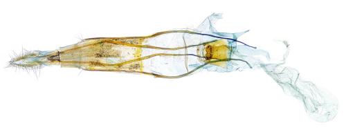Réf. 301 002 : Cochylis roseana