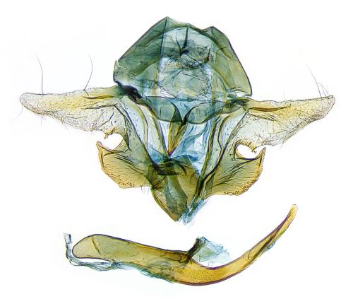 Cochylis roseana
