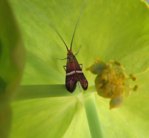 Adela australis