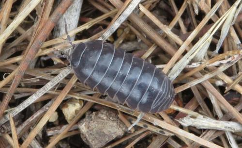 Réf. 301 537 : Armadillidium vulgare