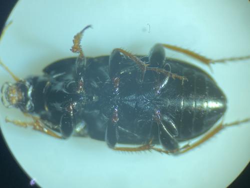 Amara aenea