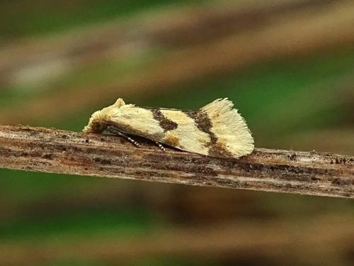 Réf. 301 040 : Aethes bilbaensis